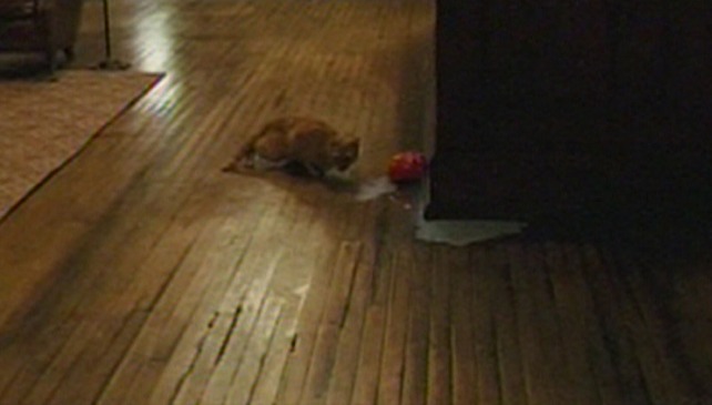 No Country for Old Men - orange tabby cat drinking split milk from floor