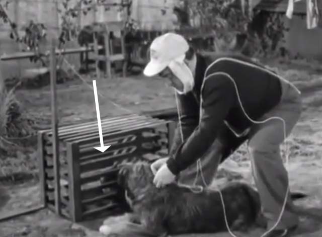 The Noose Hangs High - Tommy Lou Costello tying string to dog with Siamese cat in crate
