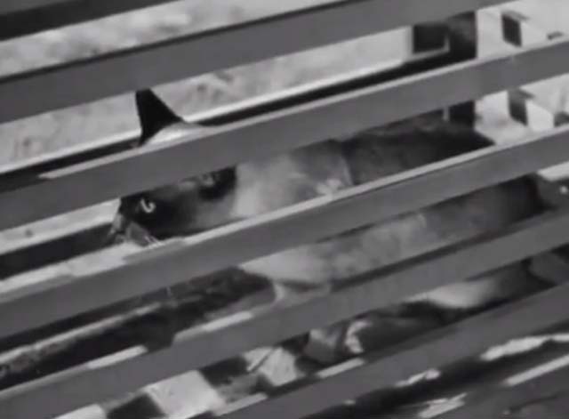 The Noose Hangs High - Siamese cat in crate