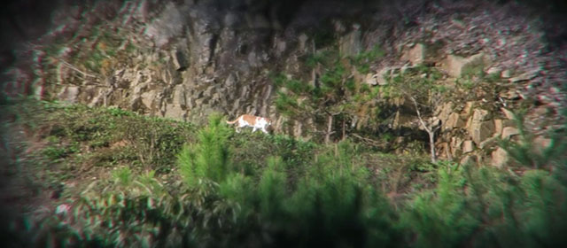 No Other Choice - ginger and white tabby cat on hillside