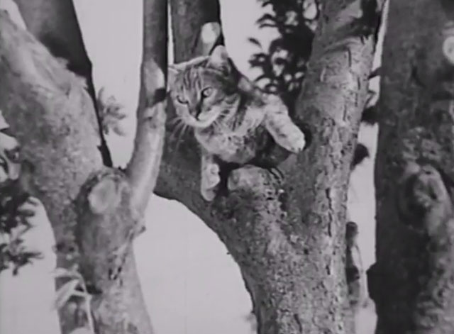 Not So Dumb - tabby cat in tree