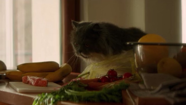 The November Man - grey and white longhaired cat Smokey jumps onto Mason's counter