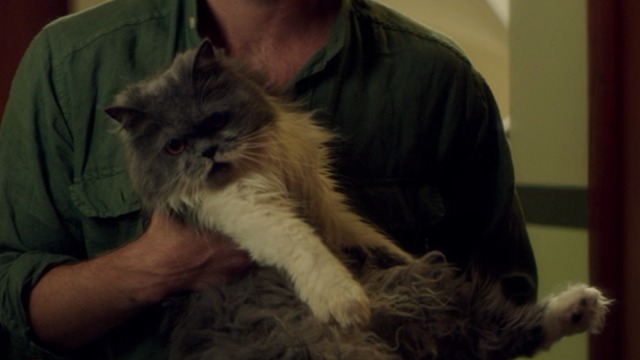 The November Man - close up of grey and white longhaired cat Smokey