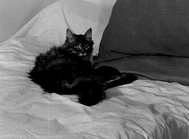 Nuit noire Calcutta - longhair tabby cat lying on bed