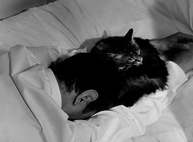 Nuit noire Calcutta - Maurice Garrel on bed with grooming longhair tabby cat