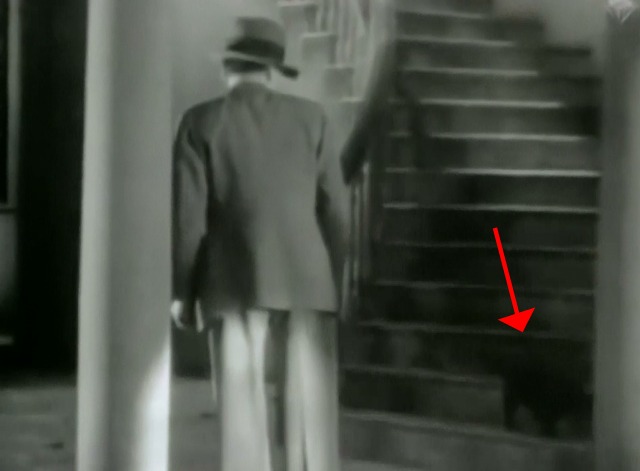 Number 17 - black cat on staircase