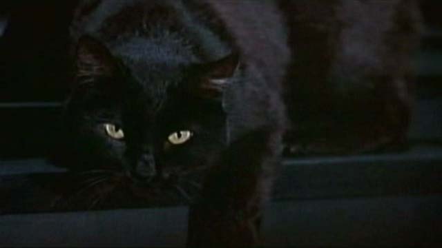 The Nutty Professor - black cat sitting in window