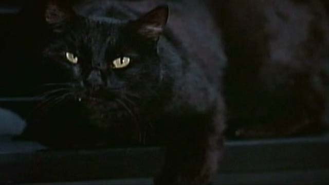 The Nutty Professor - black cat sitting in window
