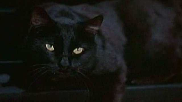 The Nutty Professor - black cat sitting in window