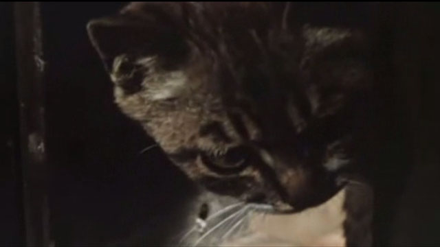 Babe - close up of tiny tabby kitten