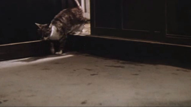 Babe - tabby kitten coming through doorway