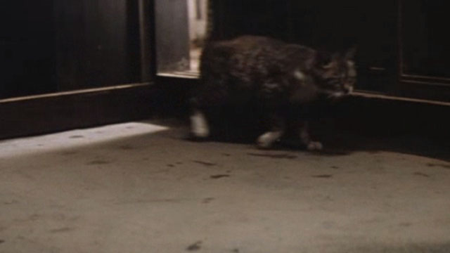 Babe - lame tabby kitten in house