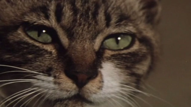 Babe - extreme close up of tabby kitten