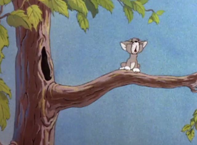 Officer Pooch - grey kitten mewling on tree branch