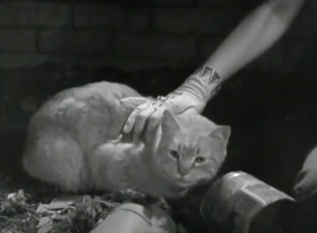 The Old Bull - hand on top of tabby cat