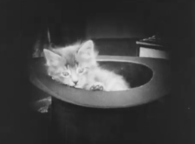 Ole Heidelberg - tabby kitten inside top hat