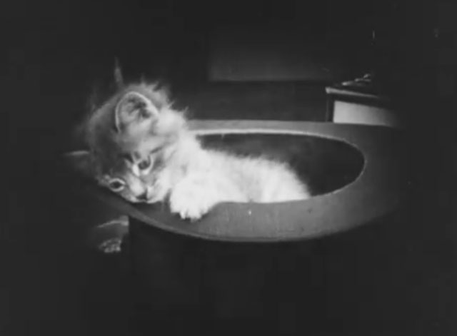 Ole Heidelberg - tabby kitten in top hat