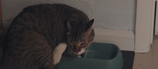 Omni Loop - brown and white tabby cat scratching head