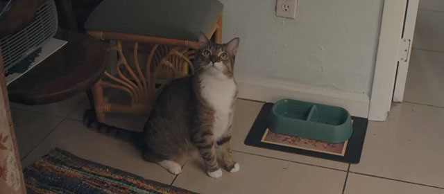 Omni Loop - brown and white tabby cat