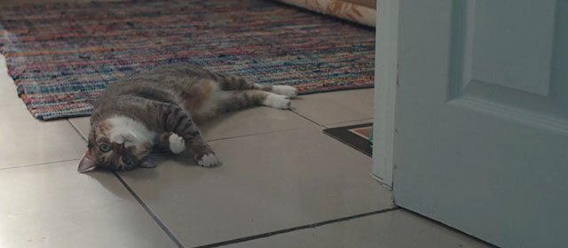 Omni Loop - brown and white tabby cat lying upside down