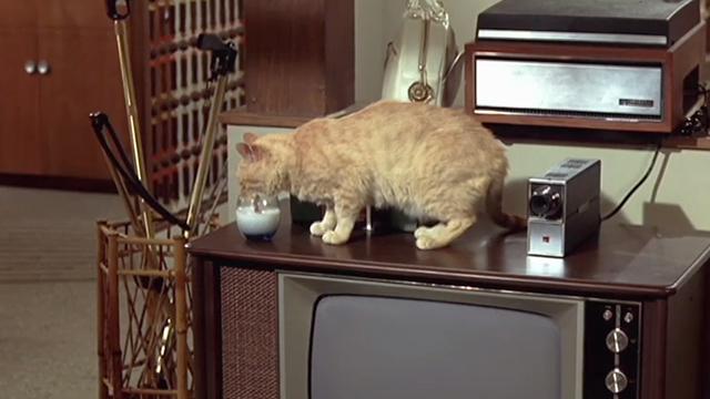 Once You Kiss a Stranger - orange tabby cat drinking milk from glass on television set