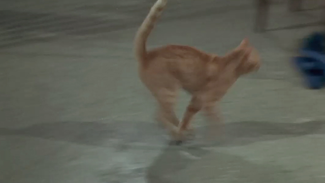 Once You Kiss a Stranger - orange tabby cat running away