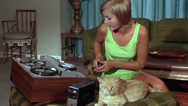 Once You Kiss a Stranger - Diana Carol Lynly sitting with orange tabby cat