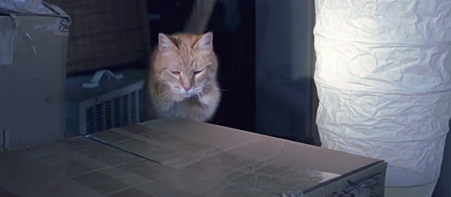 The One - ginger tabby cat jumping out from behind box