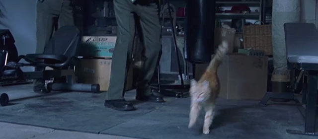 The One - ginger tabby cat running across garage