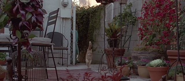 The One - ginger tabby cat running across back yard