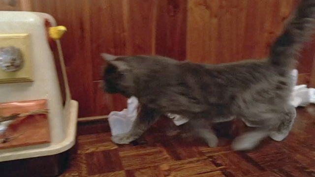 One Crazy Summer - long hair gray cat Morty running toward litter box