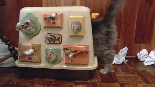 One Crazy Summer - long hair gray cat Morty stepping into litter box covered with trophies