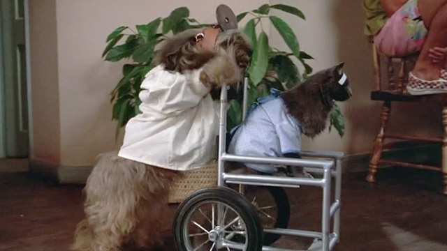 One Crazy Summer - long hair gray cat patient being pushed in wheelchair by dog doctor