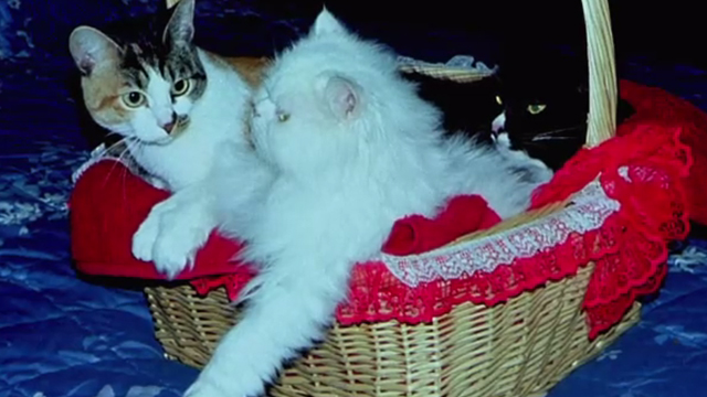 One Hour Photo - tuxedo cat, tabby and white cat and white longhair cat in basket