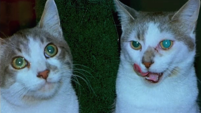 One Hour Photo - two tabby and white cats