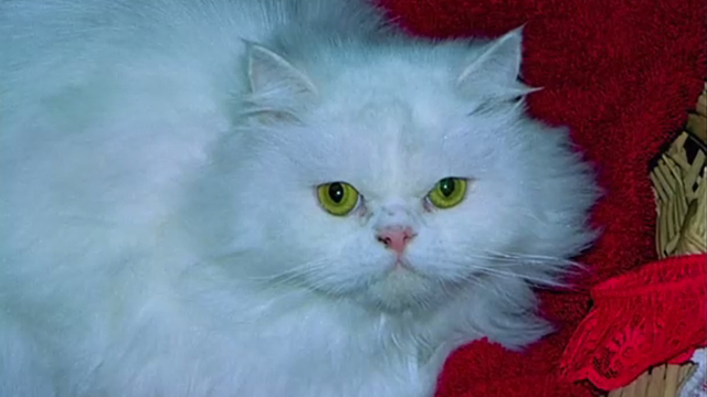 One Hour Photo - white longhair cat