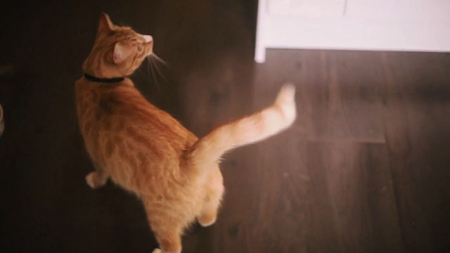 One in the Dark - ginger and white tabby cat Charlie