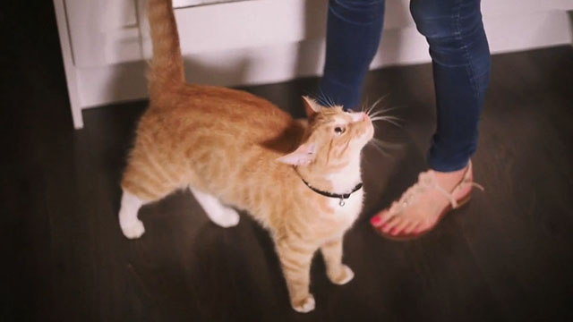 One in the Dark - ginger and white tabby cat Charlie