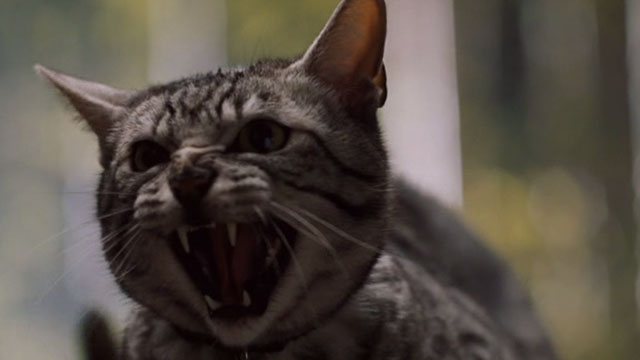 One Missed Call - Egyptian Mau cat screeching close up