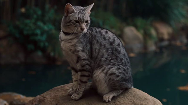 One Missed Call - Egyptian Mau cat sitting by pond