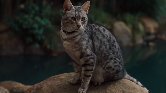 One Missed Call - Egyptian Mau cat sitting by pond