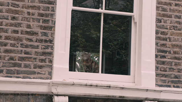 The Ones Below - torbie cat sitting in window