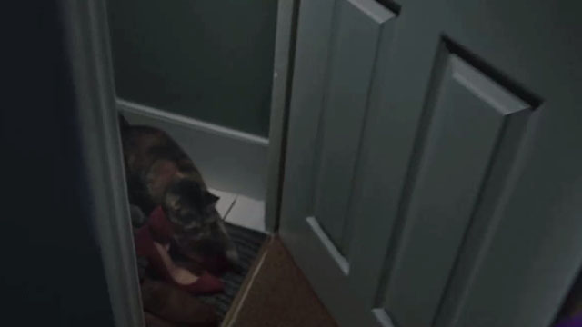 The Ones Below - torbie cat outside of door