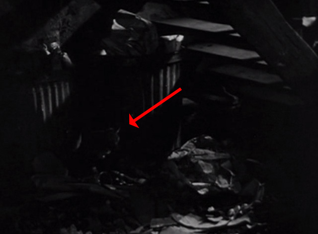 One Third of a Nation - cat by rubbish in basement