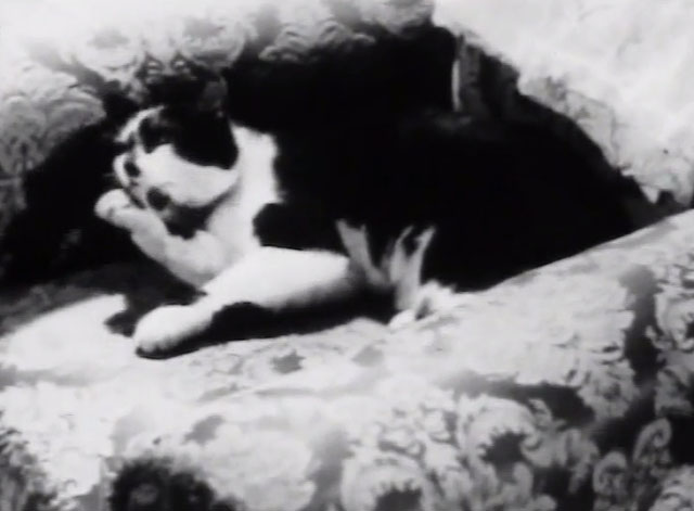 The Naked World of Harrison Marks - tuxedo cat preening