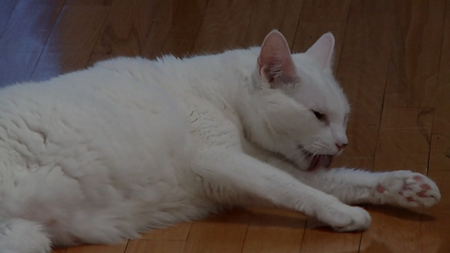 One Year Lease - white cat Casper licking himself