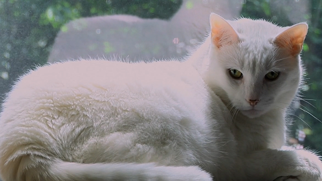 One Year Lease - white cat Casper in window
