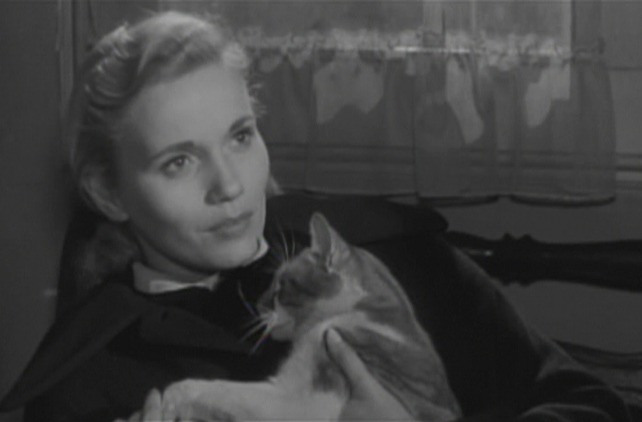 On the Waterfront cat