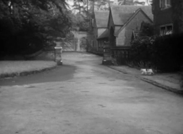 Operation Stogie - bicolor cat about to cross road