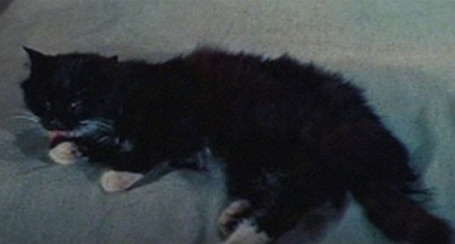 The Opposite Sex - black and white cat laying on bed